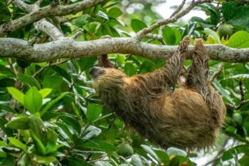 Two-toed sloth climbing along a branch in the rain surrounded by green rainforest foliage