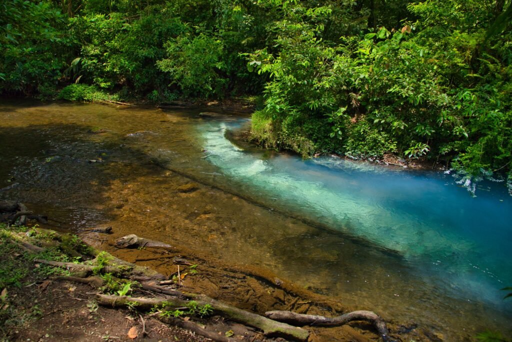 A bright blue river meeting clear water in lush rainforest, similar to the streams around Tapantí National Park