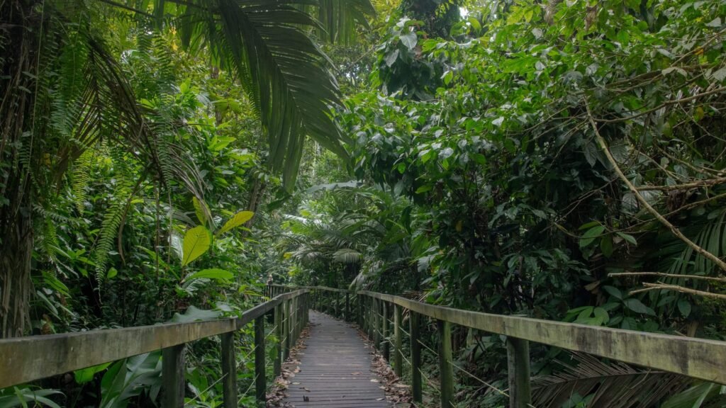 A wooden boardwalk trail winding through dense cloud forest, similar to the reserves around Monteverde