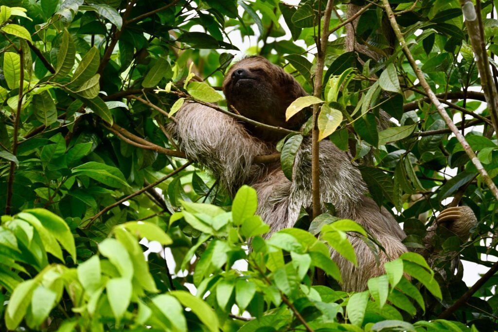 A sloth resting among the leaves of a rainforest tree, similar to wildlife spotted near Monteverde