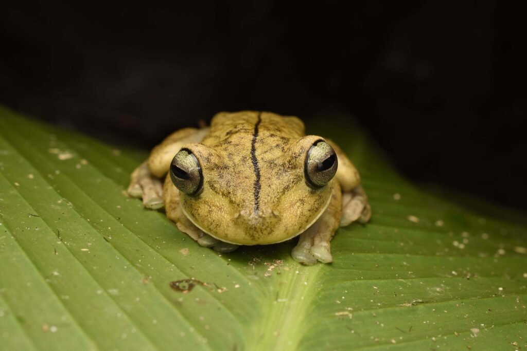 monteverde night walk tree frog scaled Monteverde Night Walk