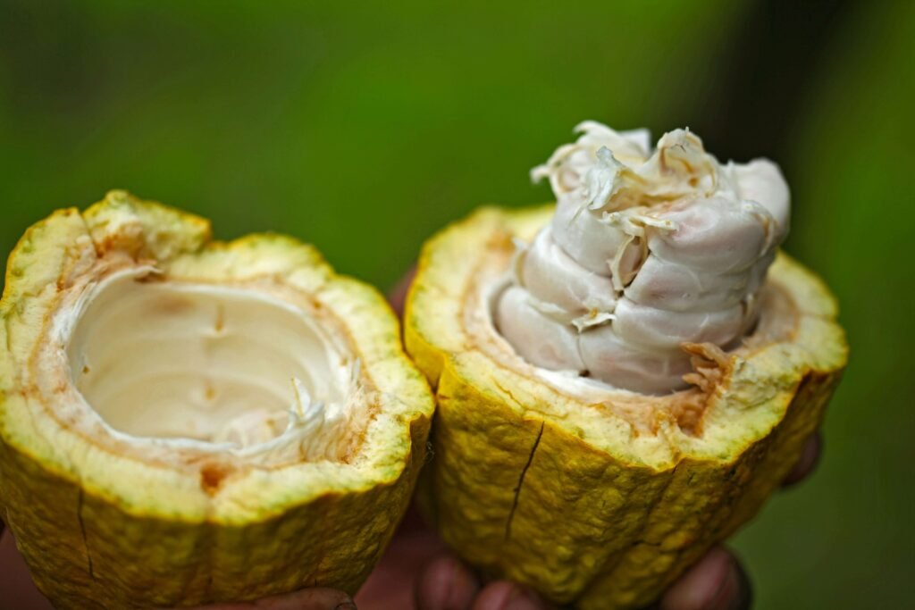 A cacao pod split open to show the white pulp and beans inside, similar to what you'll see on a La Fortuna chocolate tour