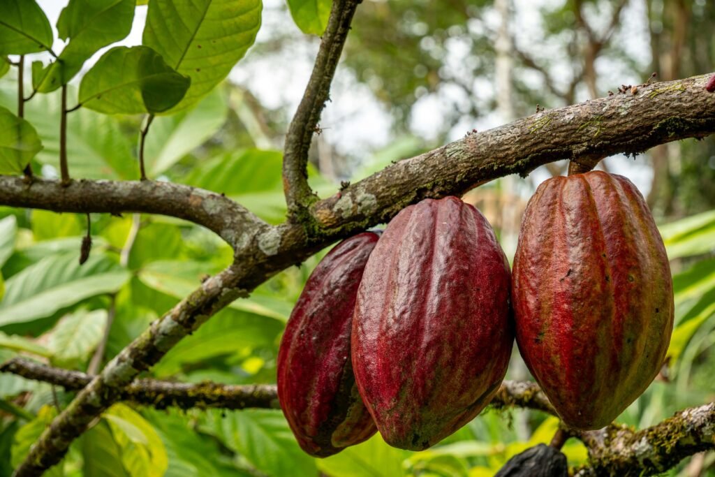 Cacao pods growing straight from a tree branch, showing the cauliflory you'll see on a chocolate tour