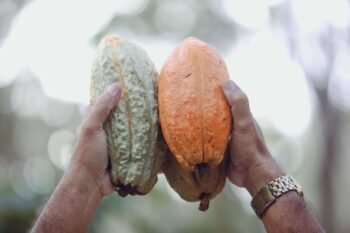 A farmer holding up two cacao pods at different ripeness stages, similar to a La Fortuna cacao plantation
