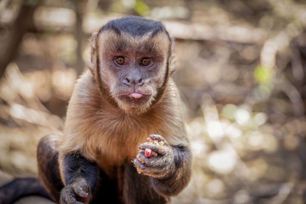 rio frio capuchin monkey scaled Rio Frio Safari Float