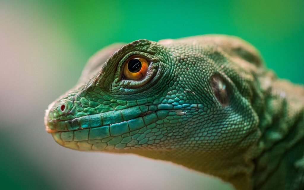 Close-up of a green basilisk, the Jesus Christ lizard, similar to reptiles seen along the Rio Frio