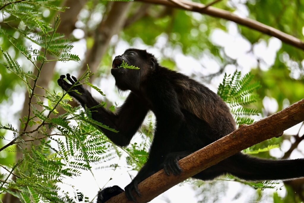 Mantled howler monkey eating leaves in a dry-forest tree, similar to wildlife seen in Guanacaste's Iguanita Wildlife Refuge