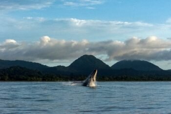 Humpback whale breaching in front of forested coastal mountains, similar to Marino Ballena National Park near Uvita, Costa Rica