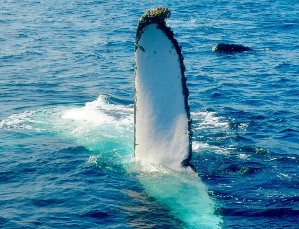 Humpback whale raising a barnacled pectoral fin above blue water, similar to a Uvita whale watching tour in Costa Rica