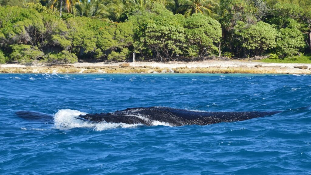 Humpback whale surfacing near a palm-lined shore, similar to the coastline around Uvita on Costa Rica's South Pacific