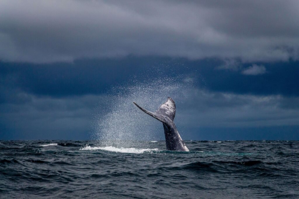 Humpback whale slapping its tail fluke under a stormy sky, similar to a green-season whale watching tour in Costa Rica