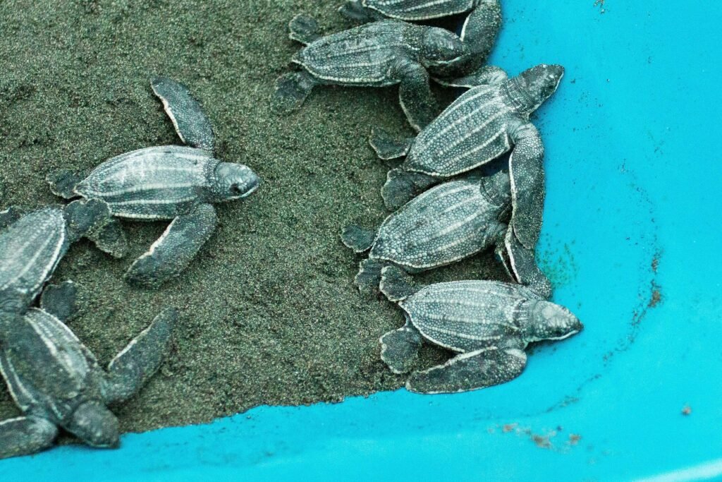 Leatherback turtle hatchlings on sand, similar to Costa Rica nesting beaches