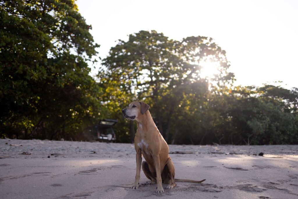 Dog sitting on the sand at sunset with a vehicle parked under trees behind the beach, similar to Playa Cabuyal, Costa Rica
